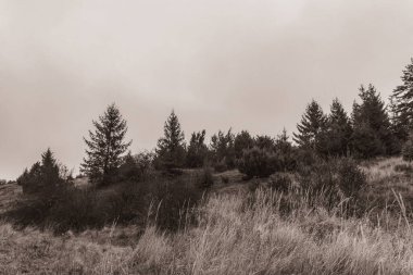 Landscapes, Forest, Carpathians, Photos of nature -Black and white photos, monochrome photos - Europe, Eastern Europe