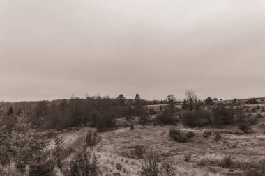 Landscapes, Forest, Carpathians, Photos of nature -Black and white photos, monochrome photos - Europe, Eastern Europe