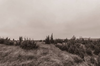 Landscapes, Forest, Carpathians, Photos of nature -Black and white photos, monochrome photos - Europe, Eastern Europe