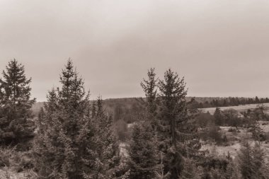 Landscapes, Forest, Carpathians, Photos of nature -Black and white photos, monochrome photos - Europe, Eastern Europe