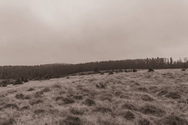 Landscapes, Forest, Carpathians, Photos of nature -Black and white photos, monochrome photos - Europe, Eastern Europe