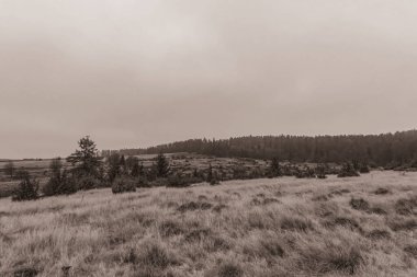 Landscapes, Forest, Carpathians, Photos of nature -Black and white photos, monochrome photos - Europe, Eastern Europe