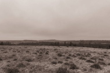 Landscapes, Forest, Carpathians, Photos of nature -Black and white photos, monochrome photos - Europe, Eastern Europe