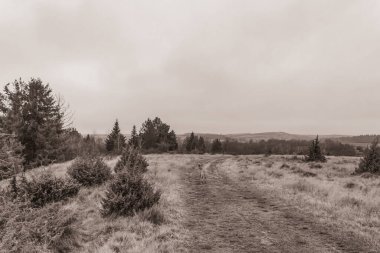 Landscapes, Forest, Carpathians, Photos of nature -Black and white photos, monochrome photos - Europe, Eastern Europe