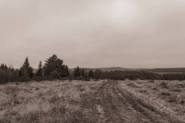 Landscapes, Forest, Carpathians, Photos of nature -Black and white photos, monochrome photos - Europe, Eastern Europe