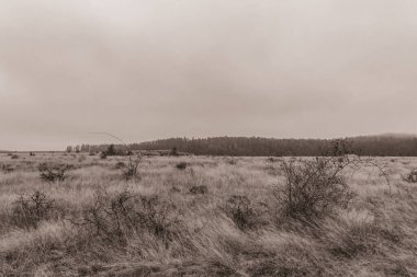 Landscapes, Forest, Carpathians, Photos of nature -Black and white photos, monochrome photos - Europe, Eastern Europe