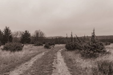 Landscapes, Forest, Carpathians, Photos of nature -Black and white photos, monochrome photos - Europe, Eastern Europe