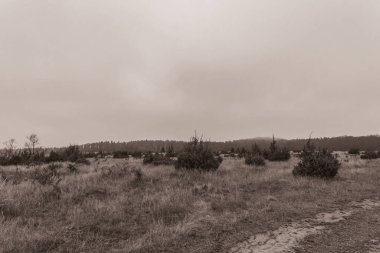 Landscapes, Forest, Carpathians, Photos of nature -Black and white photos, monochrome photos - Europe, Eastern Europe