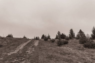 Landscapes, Forest, Carpathians, Photos of nature -Black and white photos, monochrome photos - Europe, Eastern Europe