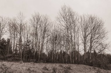 Landscapes, Forest, Carpathians, Photos of nature -Black and white photos, monochrome photos - Europe, Eastern Europe