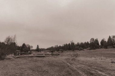 Landscapes, Forest, Carpathians, Photos of nature -Black and white photos, monochrome photos - Europe, Eastern Europe