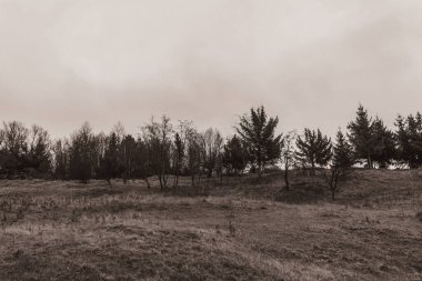 Landscapes, Forest, Carpathians, Photos of nature -Black and white photos, monochrome photos - Europe, Eastern Europe