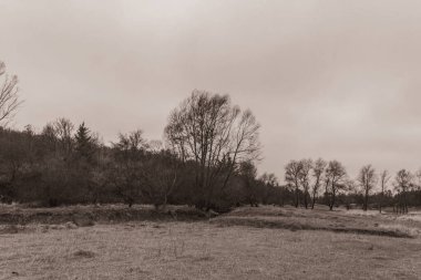 Landscapes, Forest, Carpathians, Photos of nature -Black and white photos, monochrome photos - Europe, Eastern Europe