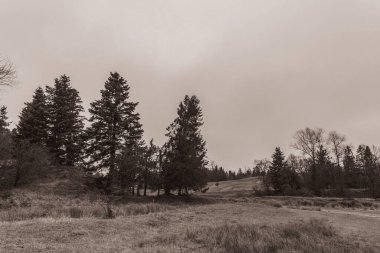 Landscapes, Forest, Carpathians, Photos of nature -Black and white photos, monochrome photos - Europe, Eastern Europe