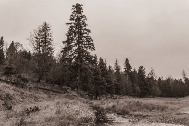 Landscapes, Forest, Carpathians, Photos of nature -Black and white photos, monochrome photos - Europe, Eastern Europe