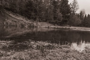 Landscapes, Forest, Carpathians, Photos of nature -Black and white photos, monochrome photos - Europe, Eastern Europe