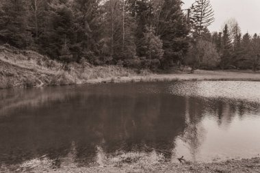 Landscapes, Forest, Carpathians, Photos of nature -Black and white photos, monochrome photos - Europe, Eastern Europe