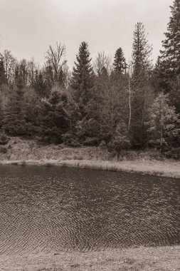 Landscapes, Forest, Carpathians, Photos of nature -Black and white photos, monochrome photos - Europe, Eastern Europe