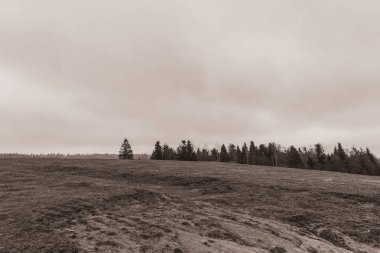 Landscapes, Forest, Carpathians, Photos of nature -Black and white photos, monochrome photos - Europe, Eastern Europe