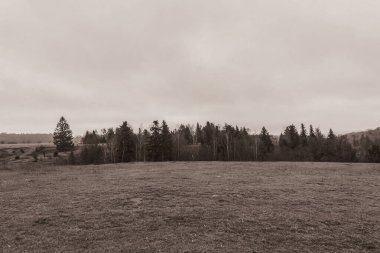 Landscapes, Forest, Carpathians, Photos of nature -Black and white photos, monochrome photos - Europe, Eastern Europe