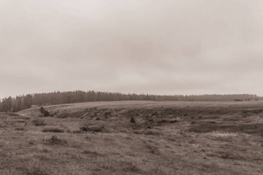 Landscapes, Forest, Carpathians, Photos of nature -Black and white photos, monochrome photos - Europe, Eastern Europe