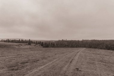 Landscapes, Forest, Carpathians, Photos of nature -Black and white photos, monochrome photos - Europe, Eastern Europe