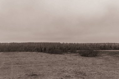 Landscapes, Forest, Carpathians, Photos of nature -Black and white photos, monochrome photos - Europe, Eastern Europe