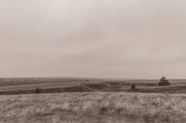 Landscapes, Forest, Carpathians, Photos of nature -Black and white photos, monochrome photos - Europe, Eastern Europe