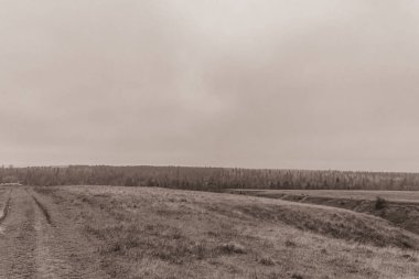 Landscapes, Forest, Carpathians, Photos of nature -Black and white photos, monochrome photos - Europe, Eastern Europe