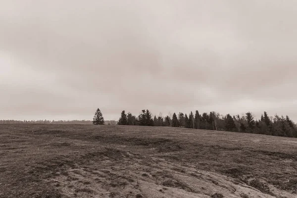 Landscapes, Forest, Carpathians, Photos of nature -Black and white photos, monochrome photos - Europe, Eastern Europe