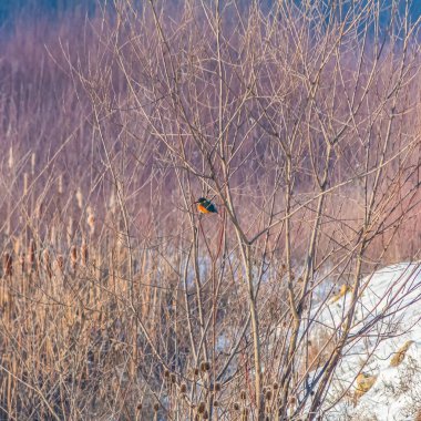 Ormandaki ağaçtaki bir kuş