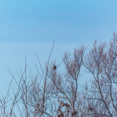 Ağaçtaki bir kuşun alçak açılı görüntüsü açık mavi bir gökyüzünün altında.
