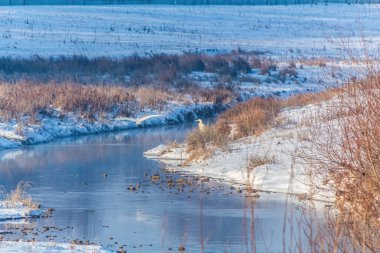 Kış manzarası. Nehir ve orman