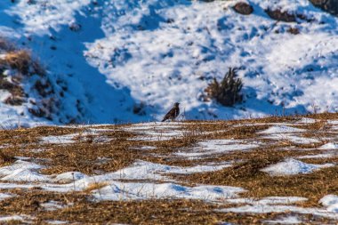 Kış dağlarındaki kuş.