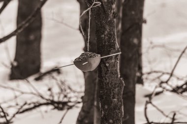 Kış ormanındaki kuş.