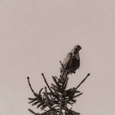 Ormandaki çam ağacı, doğa ve vahşi yaşam, kış arka planı