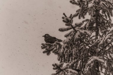 Siyah beyaz kar, karla kaplı çam ağacı dalı.