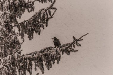 Kışın kar yağan bir kuş