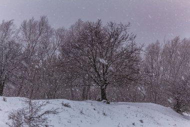 Karlı güzel kış manzarası