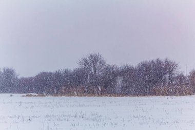 Bir sürü ağacı olan kış ormanı.