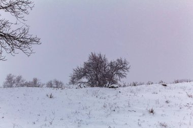 Karla kaplı ağaçlarla kaplı kış manzarası