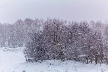 Karla kaplı ağaçlarla kaplı kış ormanı