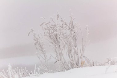 Karla kaplı ağaçlarla kaplı güzel kış manzarası