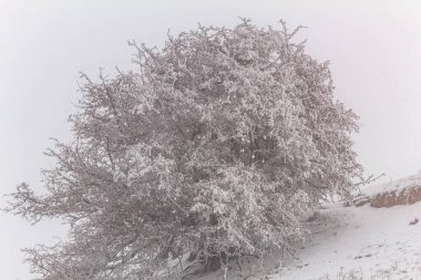 Ormanda karla kaplı ağaçlar
