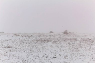 Güzel, karla kaplı ağaçlar.