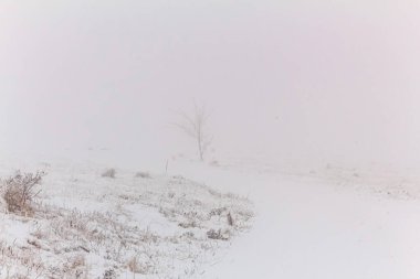 Ormanın güzel manzarası