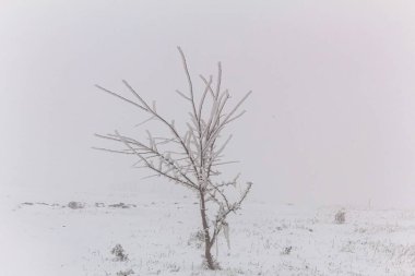 Kış manzarası, ormandaki karla kaplı ağaçlar.