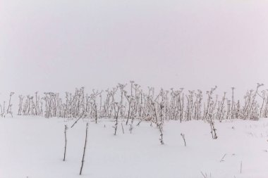 Karla kaplı ağaçlarla kaplı kış manzarası