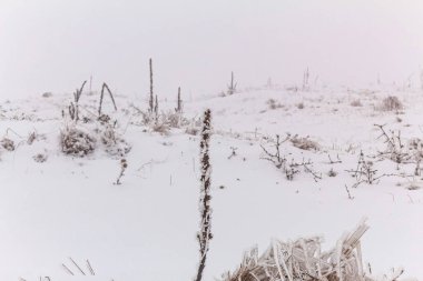 Karla kaplı ağaçların manzarası