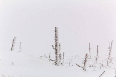 Ağaçlı kış manzarası